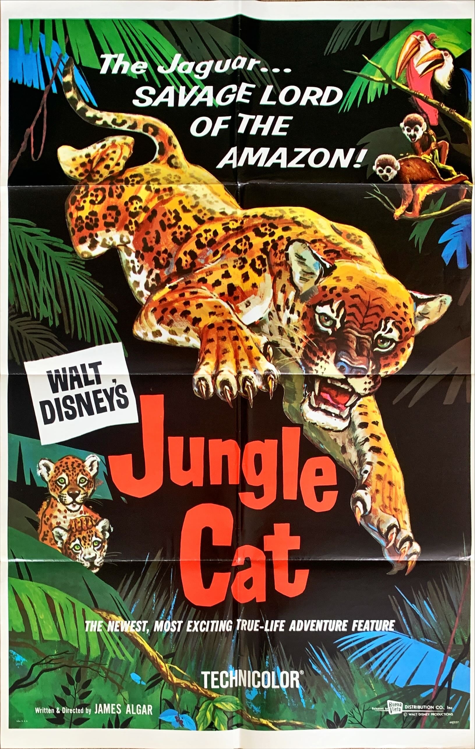 #648 JUNGLE CAT 1sh '60 Disney