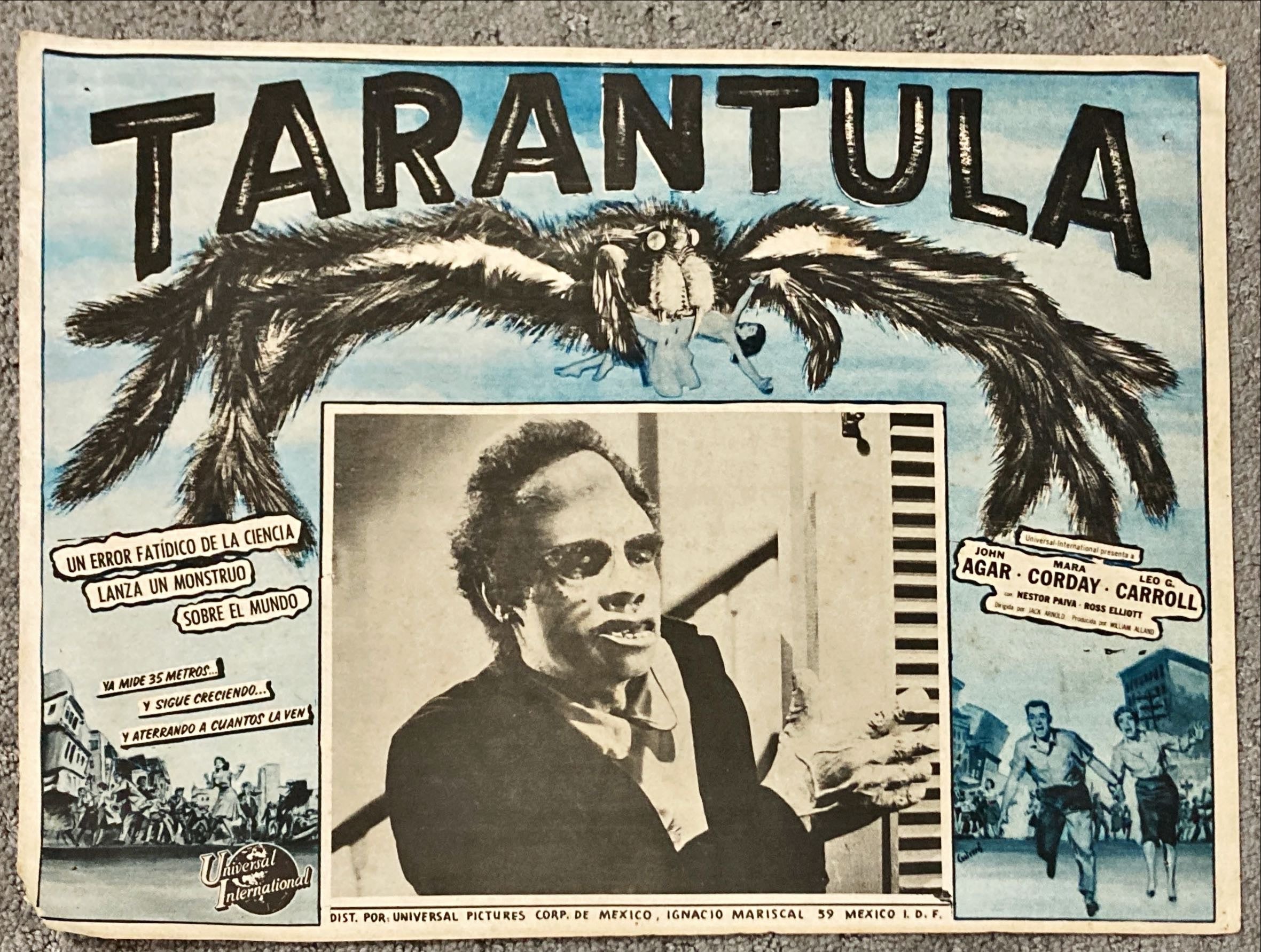 #2091 TARANTULA Mexican LC R60s