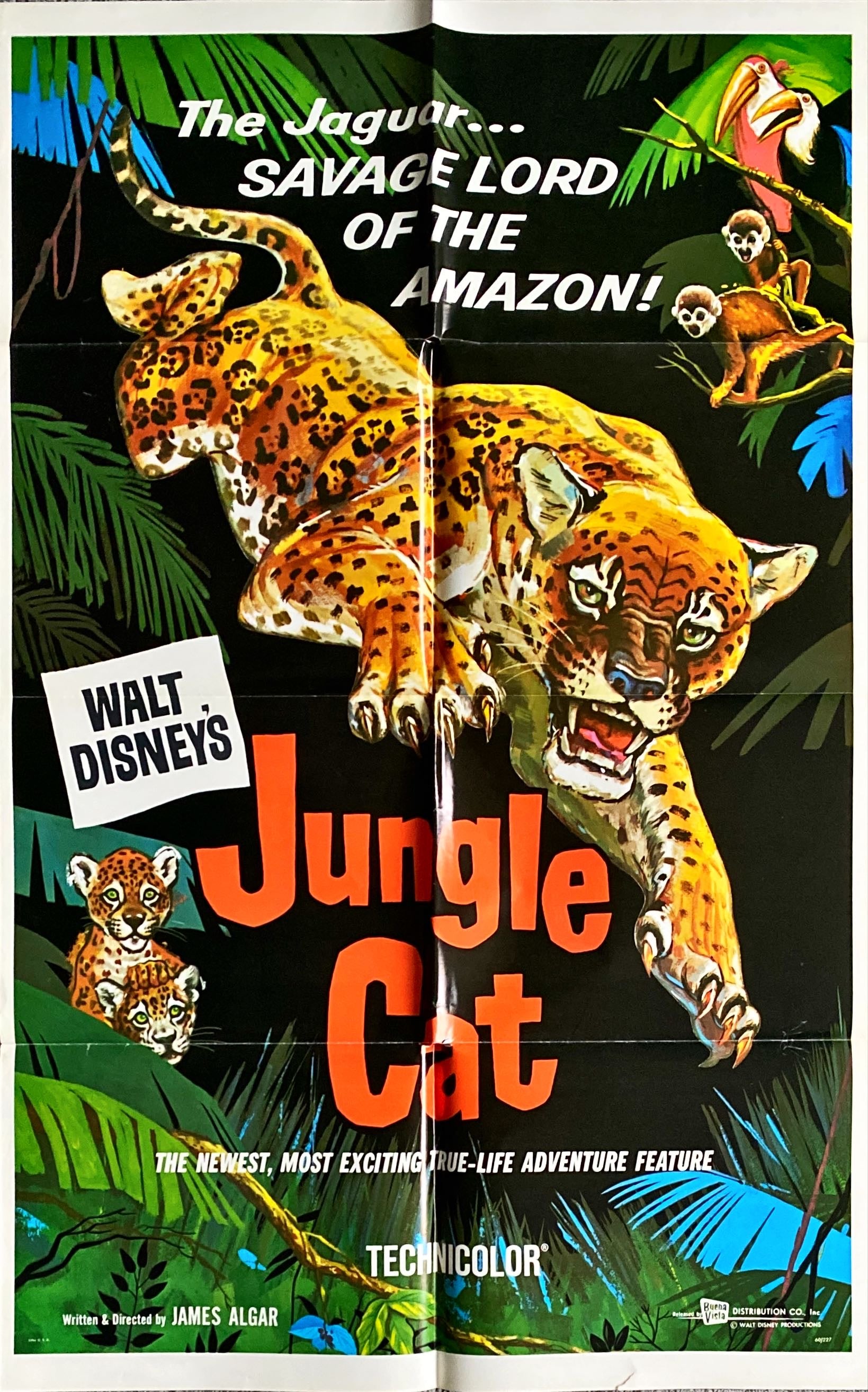 #918 JUNGLE CAT 1sh '60 Disney